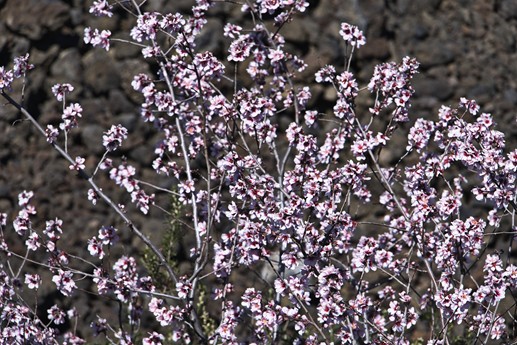 9 feb 2021 Fioritura mandorli